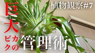 【ビカクシダの育て方】P.Superbumと秘蔵ヒリーを観察する。【植物観察】