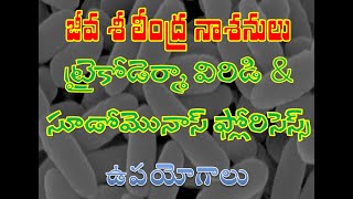 జీవ శిలీంద్ర నాశనులు  సూడోమోనాస్ మరియు ట్రైకోడెర్మా ఉపయోగాలు | Uses of Pseudomonas and Trichoderma