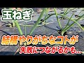 【玉ねぎ】失敗してしまう必ずやってはいけないこと3つについて