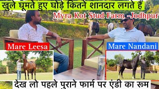 देखिए Myra Kot Farm कि बच्चे वाली घोड़िया और किस रूम मैं रहता था एंडी घोड़ा !