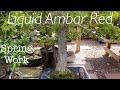 Liquid Ambar Red / Red American Sweet Gum Bonsai / Spring Work / May 2020