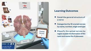 The Peripheral Nervous System: Create a model of the nervous system | Virtual Lab