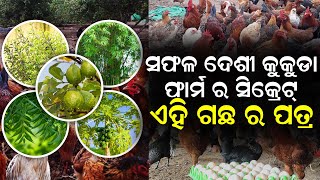 Desi kukuda farm in odisha | ଦେଶୀ କୁକୁଡ଼ା ପାଇଁ ସବୁଜ ଚାରା | desi kukuda chasa kemiti karajae