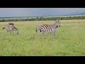 Magic Moment as Wildebeests ran to the Tour Vehicle #maasaimara #wildlife #travel