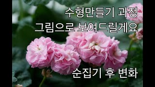 제라늄 풍성한 수형만드는 방법 그림으로 설명해봤어요 (순따기 순집기 방법)