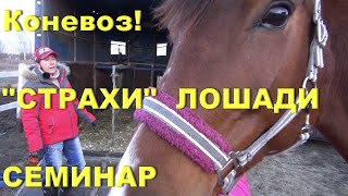 Лошадь не грузится в коневоз? Причины. Как найти подход к коневозу.