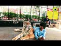 Tiger attack me on Sriracha Tiger Zoo Pattaya?  On Arrival Visa Thailand Travel Vlog Video