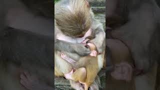 #unbelievable care about baby monkey by monkey mother!! #animals #ytshorts #youtubeshorts #shorts