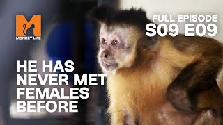 Meeting Flirty Females For The First Time | Season 9 Episode 9 | Full Episode | Monkey Life