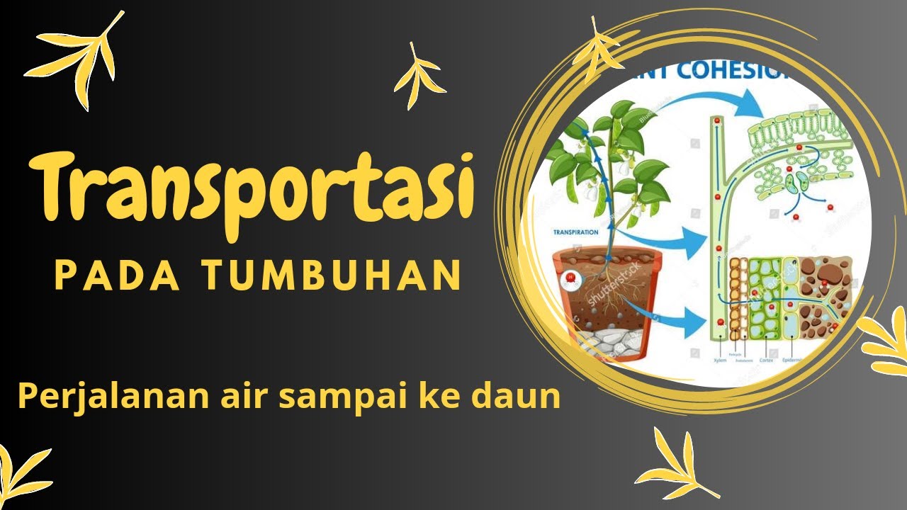 TRANSPORTASI PADA TUMBUHAN /CARA AIR DAN NUTRISI DARI AKAR SAMPAI KE ...