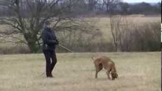 Artaban Ceply Dom - rhodesian ridgeback