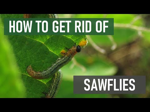 How do you treat sawfly?