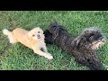 Best Buddies | Poodle&Chihuahua x | DWalkingTours