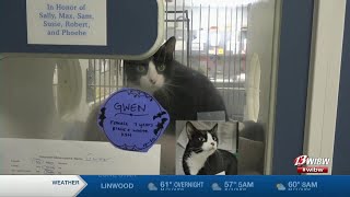 Helping Hands Humane Society hosts shelter building for cats