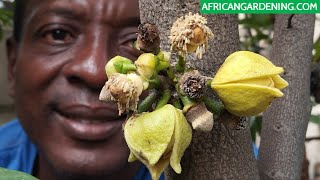 Soursop Flower  Pollination: What happens immediately after Pollination