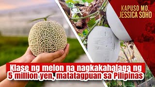Klase ng melon na nagkakahalaga ng 5 million yen, matatagpuan sa Pilipinas | Kapuso Mo, Jessica Soho