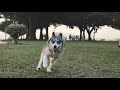 ZJ Pets - Hong Kong Cyberport with dogs (gh5 natural profile pets)