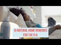 10 natural home flu remedies