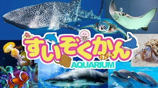 【 いきもの映像 】★水族館★海の生き物に会いに行こう！海の生き物4K映像！ジンベイザメ、ウミガメ、エイ、クラゲ、サメ、イルカ、ヤドカリ、カクレクマノミ、ナンヨウハギ、チンアナゴ