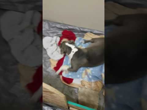 Early signs of blue nosed pit going into labor. Part 1 Early signs of blue nosed pit going into labor. Part 1