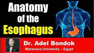 Anatomy of the Esophagus, Dr Adel Bondok