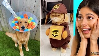 Easy DIY Halloween Costumes for animals