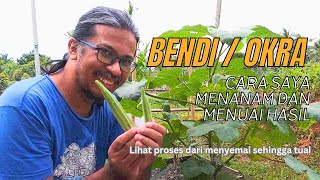 How to PLAN OKRA from SEEDS to HARVESTING #kebunditepirumah