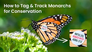 How to Tag & Track Monarchs for Conservation with Monarch Watch Director Dr. Kristen Baum