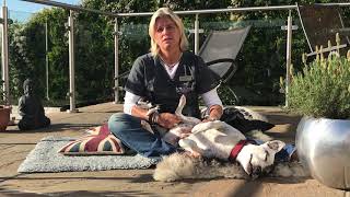 Dr Suzen Gregersen explains why she started Vets2Home at home peaceful pet euthanasia