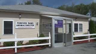 Tour of the Forever Paws Animal Shelter