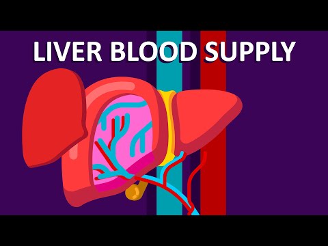 Where do the hepatic veins receive blood from?