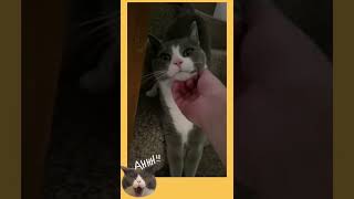 One of the longest MEOW  I ever heard 😂😂😂 #cat #cats #dog #dogs  #catlover #tiktok #short #shorts