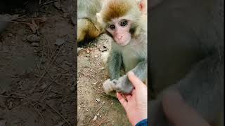 Monkeys, Baby monkey videos #BeeLeeMonkeyFans #Shorts 151