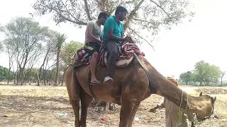 Camel ride people getting cry