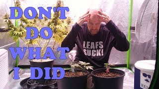 Don't do what I did with my autoflowers