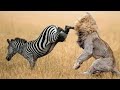 4000 PSI. A zebra knocking out a wildebeest with powerful kick.