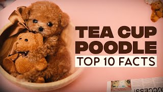 Teacup Poodle:10 Things You Didn’t Know About This Breed