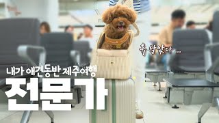 After traveling to Jeju Island, a dog that is 200% upgraded and exploded in a cute way.(ep.10)JEJU