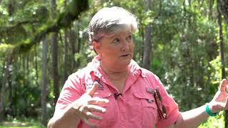 How do oak and pine trees affect allergies?