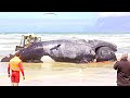 Scientists Have Just Revealed That Something Massive In The Ocean Had Bitten This Whale In Half