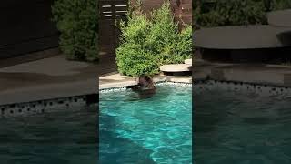 Bear Takes a Dip in Backyard Pool || ViralHog