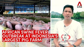 The African swine fever outbreak at Indonesia's largest pig farm
