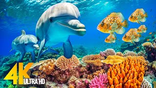 Amazing Underwater World of the Red Sea - 4K Relaxation Video with Calming Music | Coral Reefs, Fish