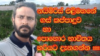 නයිමිරිස් එළිමහනේ වගාකරන විට පැල නඩත්තුව සහ පොහොර බාවිතය...