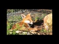 From Rescue To Release