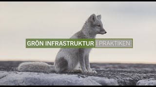 Grön infrastruktur i praktiken – Felles Fjellrev | Naturvårdsverket