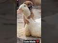 Cute Dog And Duck Video 😍 #shorts