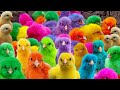 Tangkap Ayam Lucu, Ayam Warna Warni, Ayam Rainbow Gokil, Kelinci Lucu, Bebek, Hewan Lucu