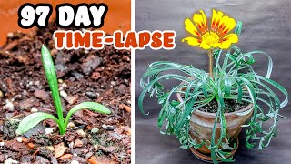 Growing Gazania From Seed To Flowers Time Lapse (97 Days)