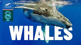 Lightning Talks: Whales